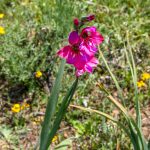 De Raíz - Gladiolus illyricus - Madarcos